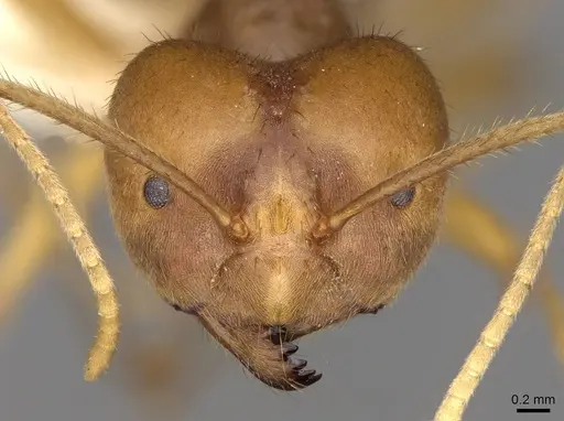 Pseudolasius australis - CASENT0281488