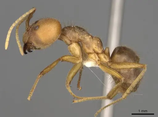 Pseudolasius australis - CASENT0281488