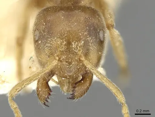 Pseudolasius australis - CASENT0910972