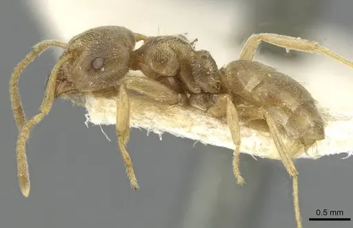 Pseudolasius australis - CASENT0910972