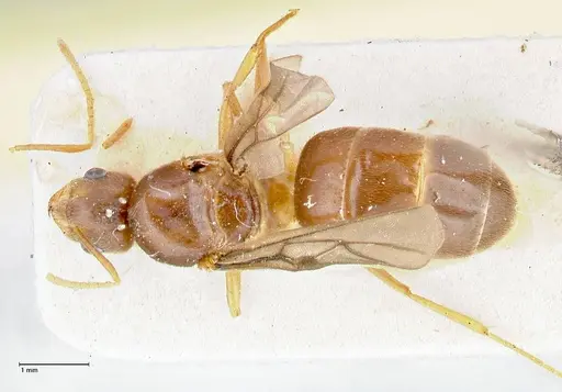 Pseudolasius badius specimen