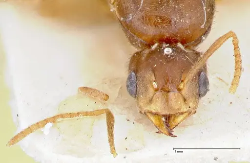 Pseudolasius badius specimen