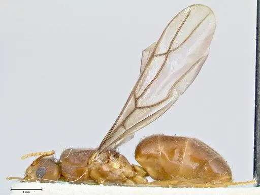 Pseudolasius badius specimen