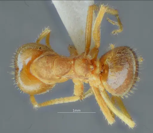 Pseudolasius bidenticlypeus specimen