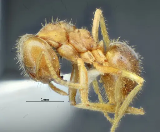 Pseudolasius bidenticlypeus specimen