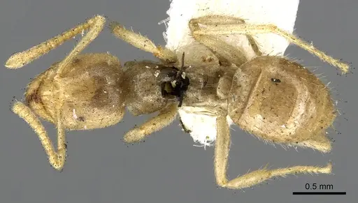 Pseudolasius binghami specimen