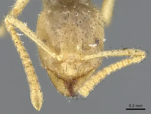 Pseudolasius binghami specimen