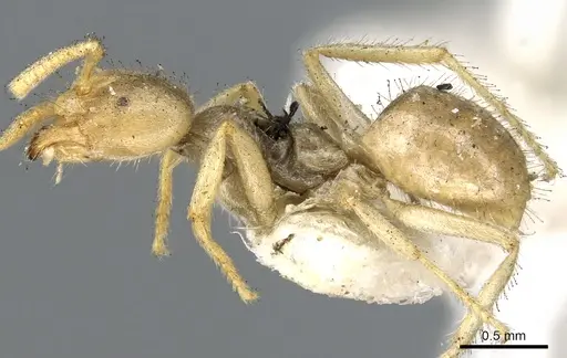 Pseudolasius binghami specimen