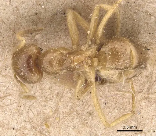 Pseudolasius binghami - CASENT0905654