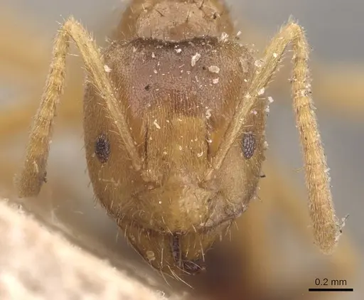 Pseudolasius binghami - CASENT0905654