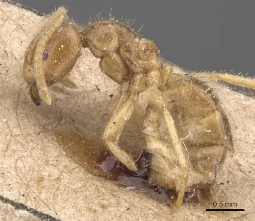 Pseudolasius binghami - CASENT0905654