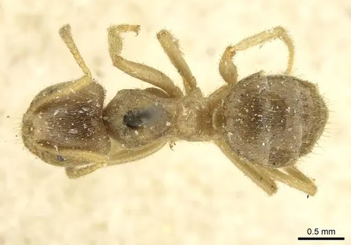 Pseudolasius binghami - CASENT0910973