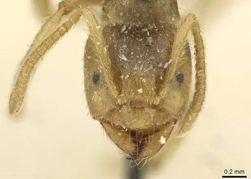 Pseudolasius binghami - CASENT0910973