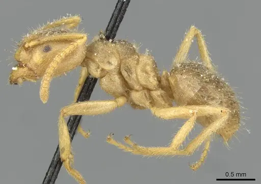 Pseudolasius binghami - CASENT0910973