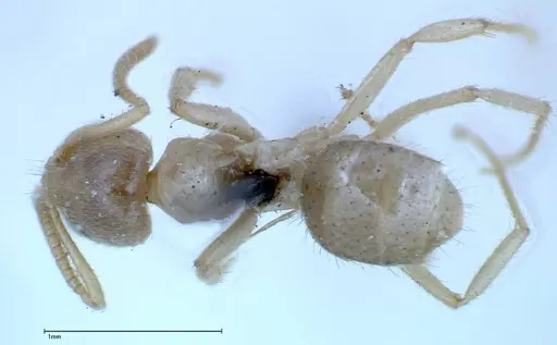 Pseudolasius binghami - FOCOL0135