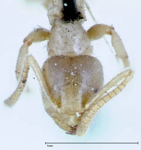 Pseudolasius binghami - FOCOL0135