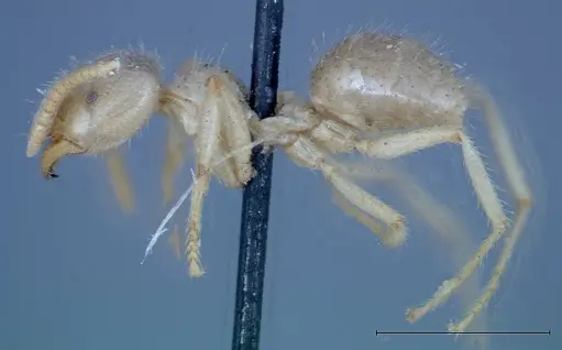 Pseudolasius binghami - FOCOL0135