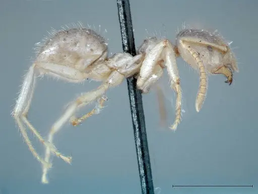 Pseudolasius binghami - FOCOL0135