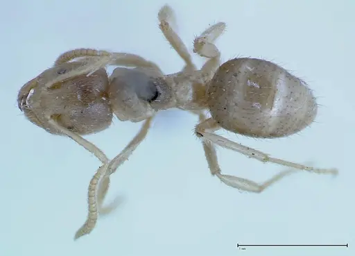 Pseudolasius binghami - FOCOL0136