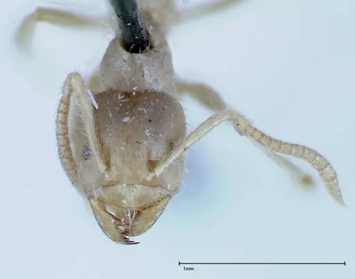 Pseudolasius binghami - FOCOL0136