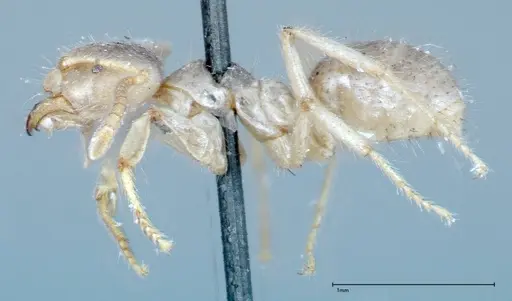 Pseudolasius binghami - FOCOL0136