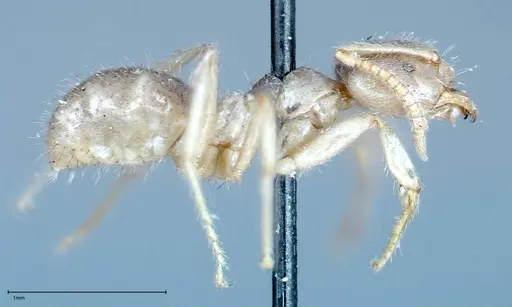 Pseudolasius binghami - FOCOL0136