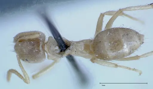 Pseudolasius binghami - FOCOL0137