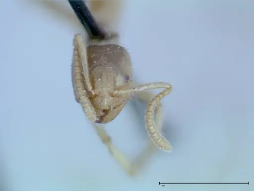 Pseudolasius binghami - FOCOL0137