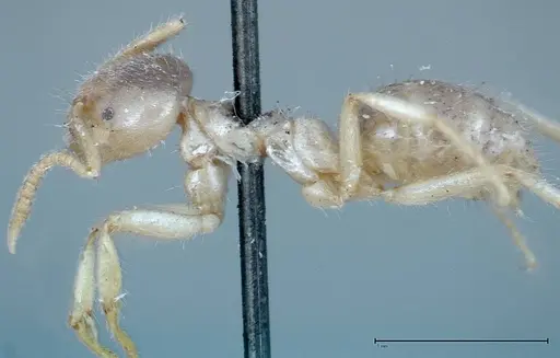 Pseudolasius binghami - FOCOL0137