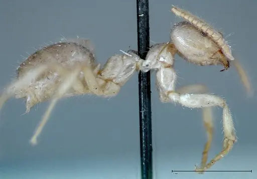 Pseudolasius binghami - FOCOL0137