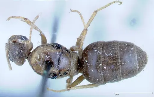 Pseudolasius binghami - FOCOL0138