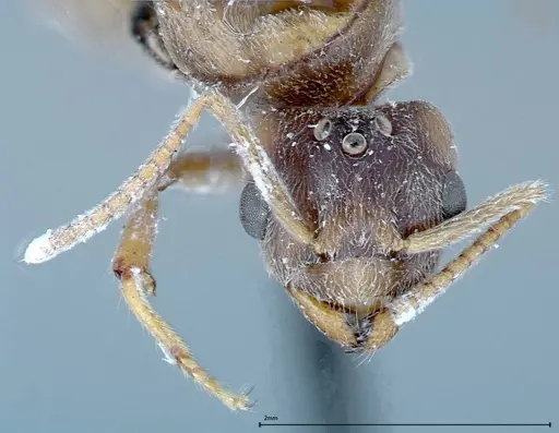 Pseudolasius binghami - FOCOL0138