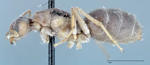 Pseudolasius binghami - FOCOL0138