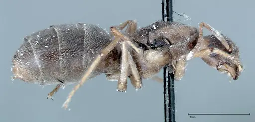 Pseudolasius binghami - FOCOL0138