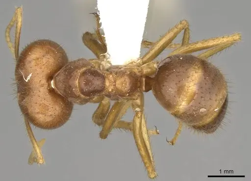 Pseudolasius breviceps specimen