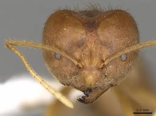 Pseudolasius breviceps specimen