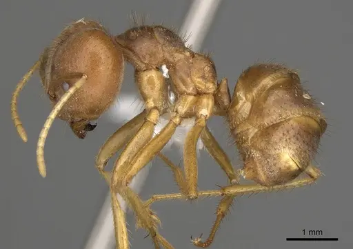 Pseudolasius breviceps specimen