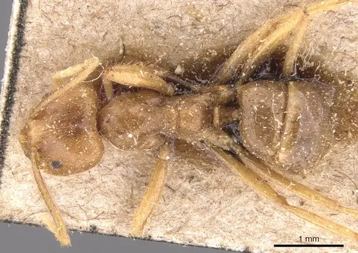 Pseudolasius breviceps - CASENT0905653