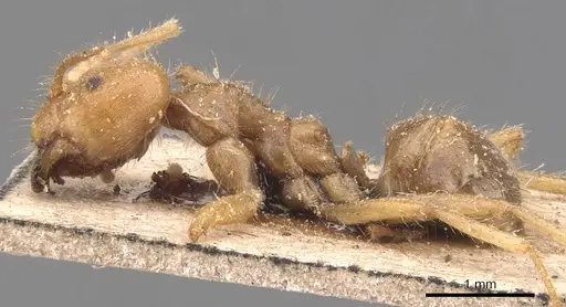 Pseudolasius breviceps - CASENT0905653