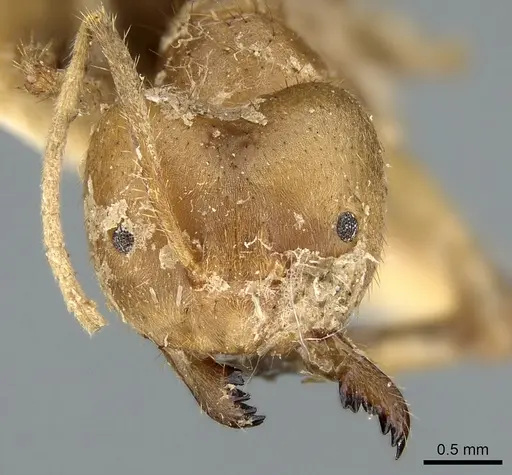 Pseudolasius breviceps - CASENT0906266