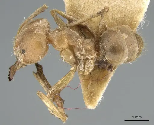 Pseudolasius breviceps - CASENT0906266