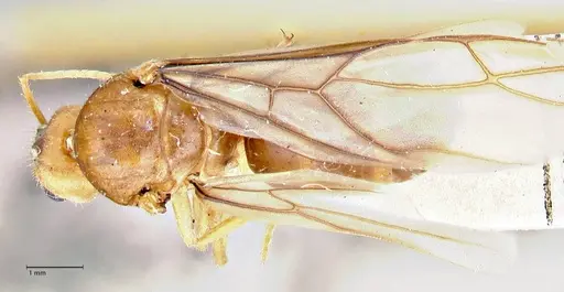 Pseudolasius breviceps - FOCOL2704