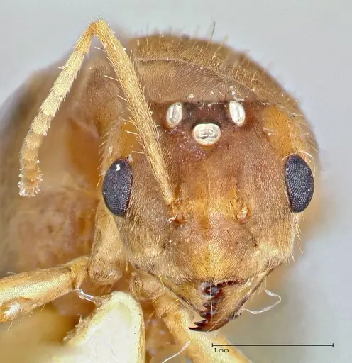 Pseudolasius breviceps - FOCOL2704