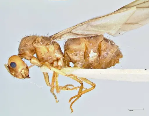 Pseudolasius breviceps - FOCOL2704