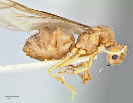 Pseudolasius breviceps - FOCOL2704