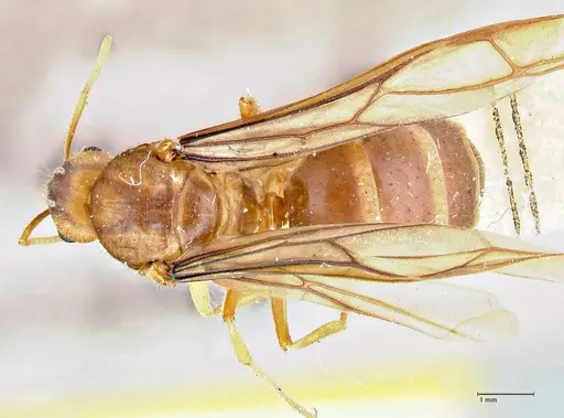 Pseudolasius breviceps - FOCOL2705