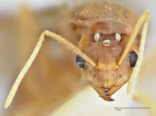 Pseudolasius breviceps - FOCOL2705