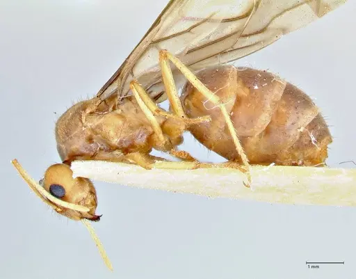 Pseudolasius breviceps - FOCOL2705