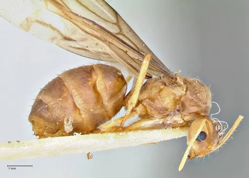 Pseudolasius breviceps - FOCOL2705