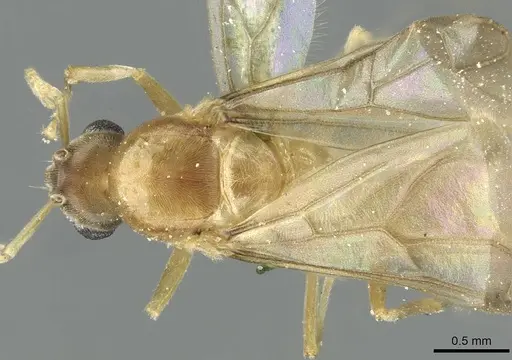 Pseudolasius butteli specimen
